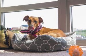 Pet Care How To Choose a Dog Bed