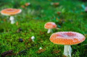 sites to buy magic mushroom selected by SandiegoMag