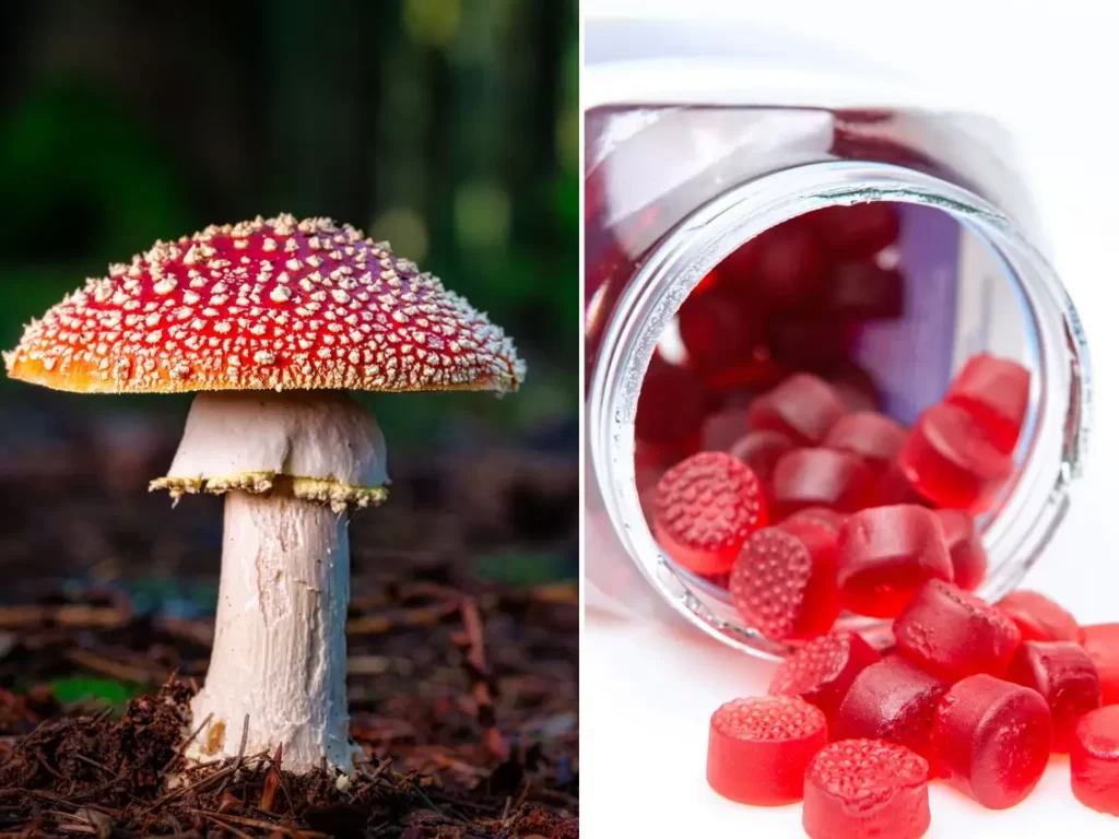 amanita muscaria mushrooms