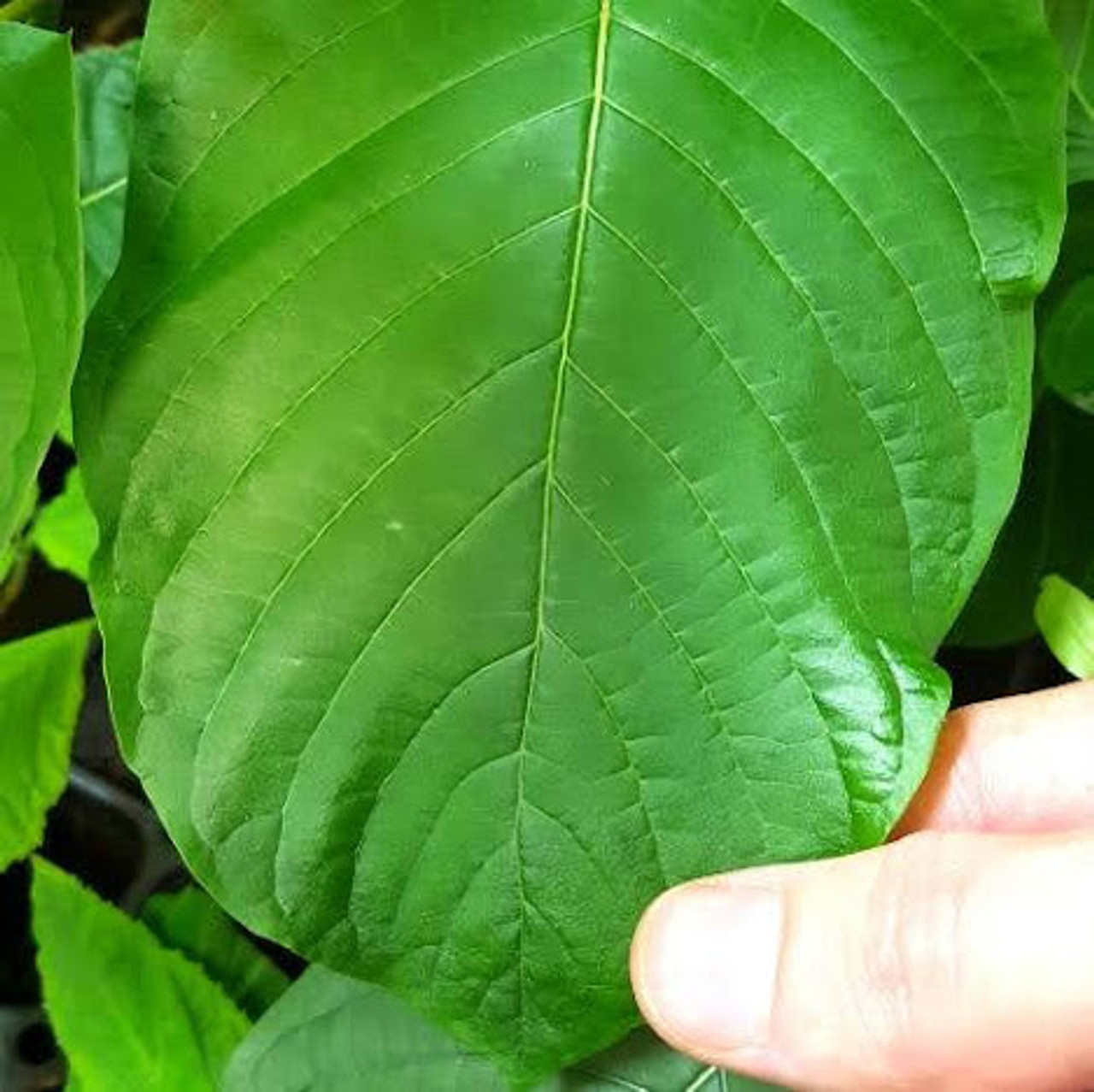 Can the Strongest Kratom Capsules Be Addictive?